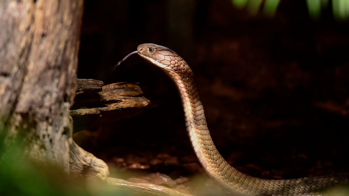 Uprchlá jedovatá kobra se sama vrátila do svého terária ve švédské zoo
